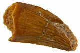 Serrated Raptor Tooth - Real Dinosaur Tooth #305498-1